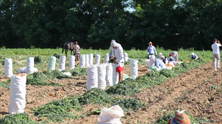 Яқин кунларда сабзи нархи тушиши кутилмоқда