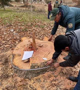 Chinor daraxtlari noqonuniy kesilgani aniqlandi