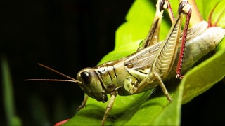 АҚШда чигирткага ўхшаш робот ихтиро қилинди