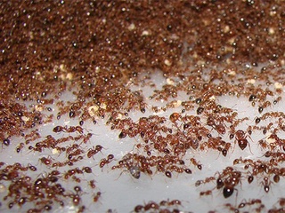 Olimlar Yerdagi chumolilarni hisoblab chiqishdi