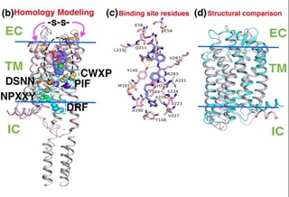 Ученые Центра передовых технологий работают над поиском оптимальных решений для лечения глиобластомы и других форм рака