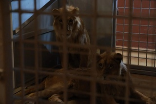 Toshkentda 80 dan ortiq yovvoyi hayvonlar tutqunlikda saqlab kelinayotgani aniqlandi