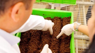 Kartoshkaning in-vitro navi Vengriya texnologiyasi asosida issiqxonaga ekildi