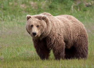 Қўнғир айиқ излари топилди