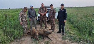В Сурхандарье пресечена незаконная охота на кабанов