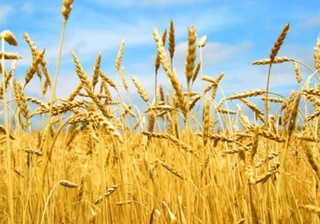 2021 йилдан бошоқли дон экинлари бўйича давлат хариди тўлиқ бекор қилинади