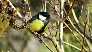 Узгидромет: в ближайшие дни в Узбекистане сохранится теплая погода