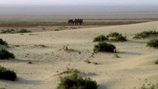 “Жанубий Устюрт” миллий табиат боғи ташкил этилади