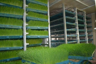 Qishda ham yoz ozuqasi