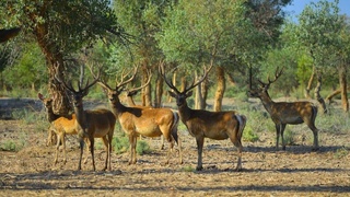 Нижне-Амударьинский государственный биосферный резерват продолжает вызывать интерес международных научных специалистов