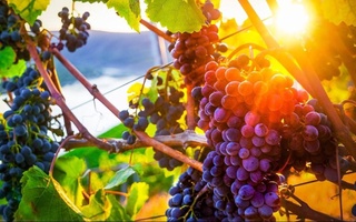 Uzbekistan will take part in the international wine conference
