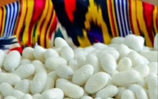 Ӯзбекистон ва Тоҷикистон созмон додани корхонаи муштаракро дар соҳаи кирмакпарварӣ ва коркарди пилла ба нақша гирифтааст