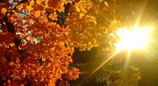 Uzhydromet: Warm weather up to +31 degrees is expected in Uzbekistan over the weekend