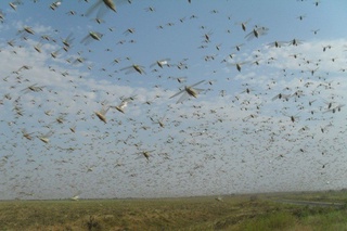 Зарарли чигирткалар тухумдан чиқишни бошлади