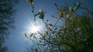 Офтоб уришининг илк белгилари нималарда намоён бўлади?