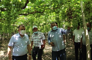 Олтиариқ узумлари мазаси ва ўзига хос хусусиятлари билан довруқ қозонган