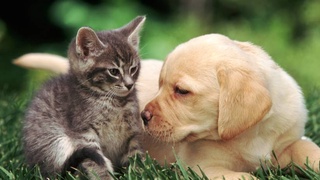 В Узбекистане создается электронный реестр животных