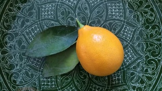 Нидерланды планируют закупать узбекские лимоны