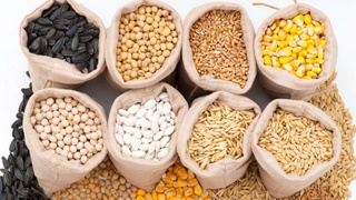 Grains of legumes and oilseeds will be certified in Uzbekistan