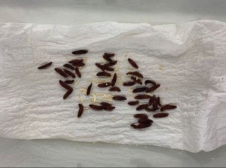 200 turdagi zararli hasharotlarga qarshi mikroorganizmlarni koʻpaytirishning yangi texnologiyasi yaratildi