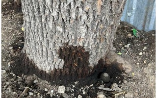 Hayvonot va oʻsimlik dunyosining muhofazasi kuchaytiriladi