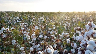 ОАВ вакиллари учун пахта даласига пресс-тур уюштирилди