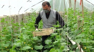 Qoraqalpog'istonda tomorqachilik qo'shimcha daromad manbaiga aylanmoqda