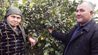 Томорқа даромад манбаи