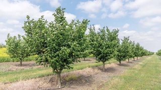 Фундук и оливки - выгодные культуры