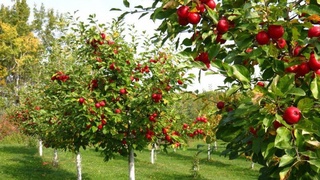 Топ-10 проблем интенсивного садоводства и яблочного бизнеса Узбекистана, Казахстана и других стран региона