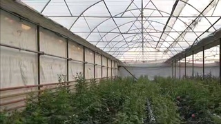 Теплицы Ташкента и прилегающих районов обеспечиваются природным газом и тепловой энергией