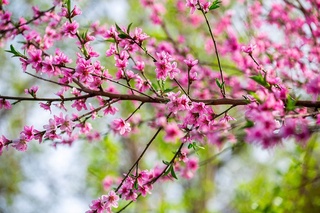 11-aprel kungi ob-havo maʼlumoti eʼlon qilindi
