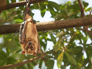 Ko'rshapalaklarda odamlar uchun foydali bo'lgan oqsil borligi aniqlandi
