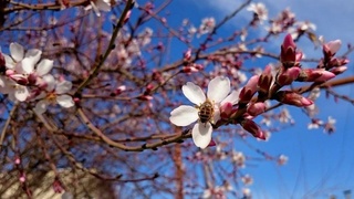 Ўзбекистонда ҳафта давомида ҳарорат +32 даражагача кўтарилиши мумкин