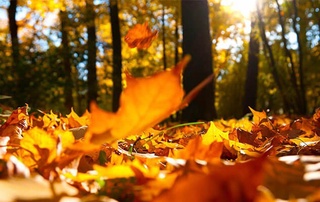 Метеорологлар куз ойларида кутилаётган об-ҳаво бўйича тавсиявий маълумотни эълон қилди