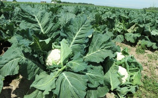 Сурхондарёлик фермер Россияга 485 минг долларлик маҳсулот экспорт қилди