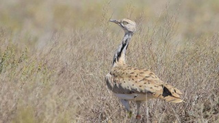 Two thousand bustards released into the wild