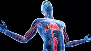 Найден ранее неизвестный орган человека