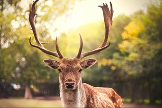 Дар ИМА дар оҳуҳо"зомби-вирус"-и барои одамон хатарнок ёфт шуд