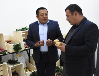 Ўзбекистонда Венгрия технологияси асосида картошка етиштирилади