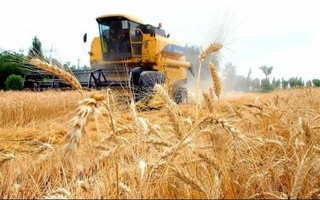 Сурхондарёлик ғаллакорлар товар дон топшириш режасини биринчи бўлиб, ортиғи билан бажарди