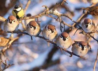 Пешгӯии обу ҳаво барои 17 январ