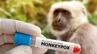 WHO has announced a record high incidence of smallpox in monkeys in 22 months