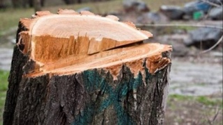 Дерево преткновения