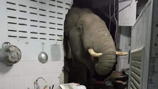 Фил уйнинг деворини бузиб, “ўғриликка” кирди