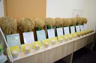 Poytaxtimizda sholichilik bo'yicha xalqaro ilmiy-amaliy konferensiya o'z ishini boshladi