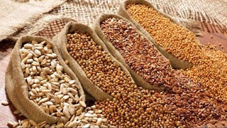 Семеноводство: очередные меры по поддержке сферы