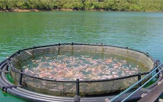 С 1 февраля физические лица смогут разводить рыбу в качестве самозанятых