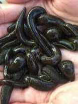 Zuluklar bilan qaysi kasalliklarni bartaraf etish mumkin?