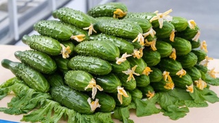 Өзбекстанда қиярдың экспорты 2,2 миллион АҚШ долларға асқан